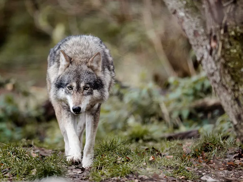 Suden metsästys saatetaan sallia Suomessa vuoden kuluttua –  Metsästäjäliitto riemastui: ”Odotettu ja iso uutinen” | Talouselämä