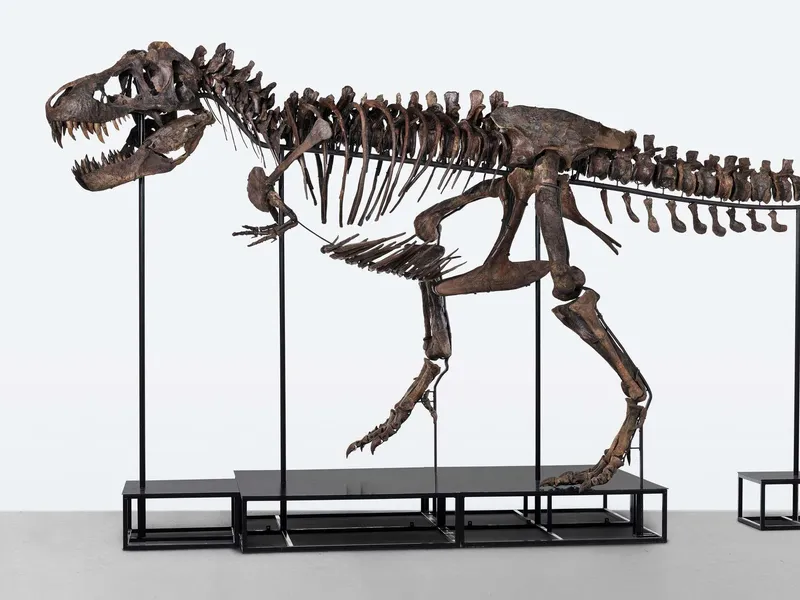 Zürichissä tiistain myynnissä oleva Tyrannosaurus rexin luuranko.