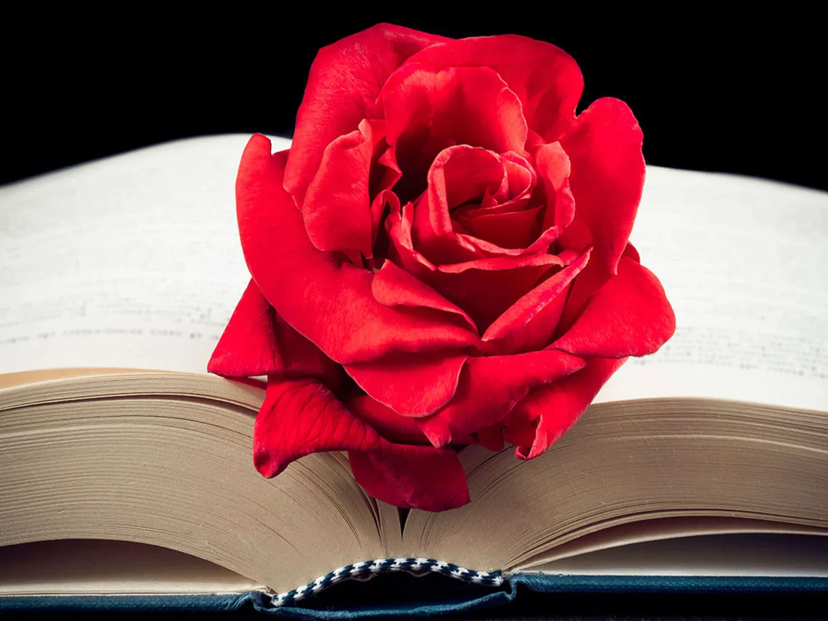 Kirjan ja ruusun päivän vaikutus myyntiin vaihtelee vuosittain | Kauppalehti