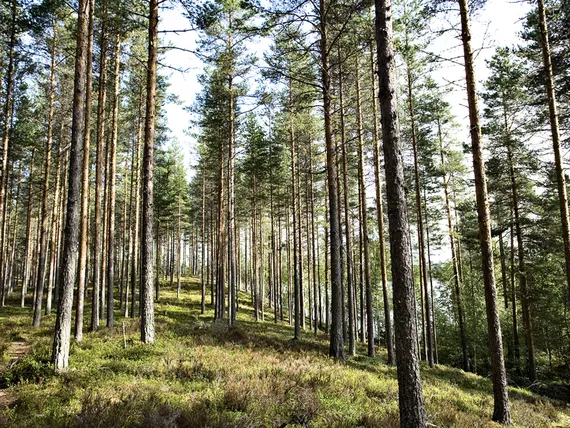 Luonnonvarakeskus laski: Suomen metsistä voisi ottaa paljon enemmän puuta  kuin nyt otetaan | Kauppalehti