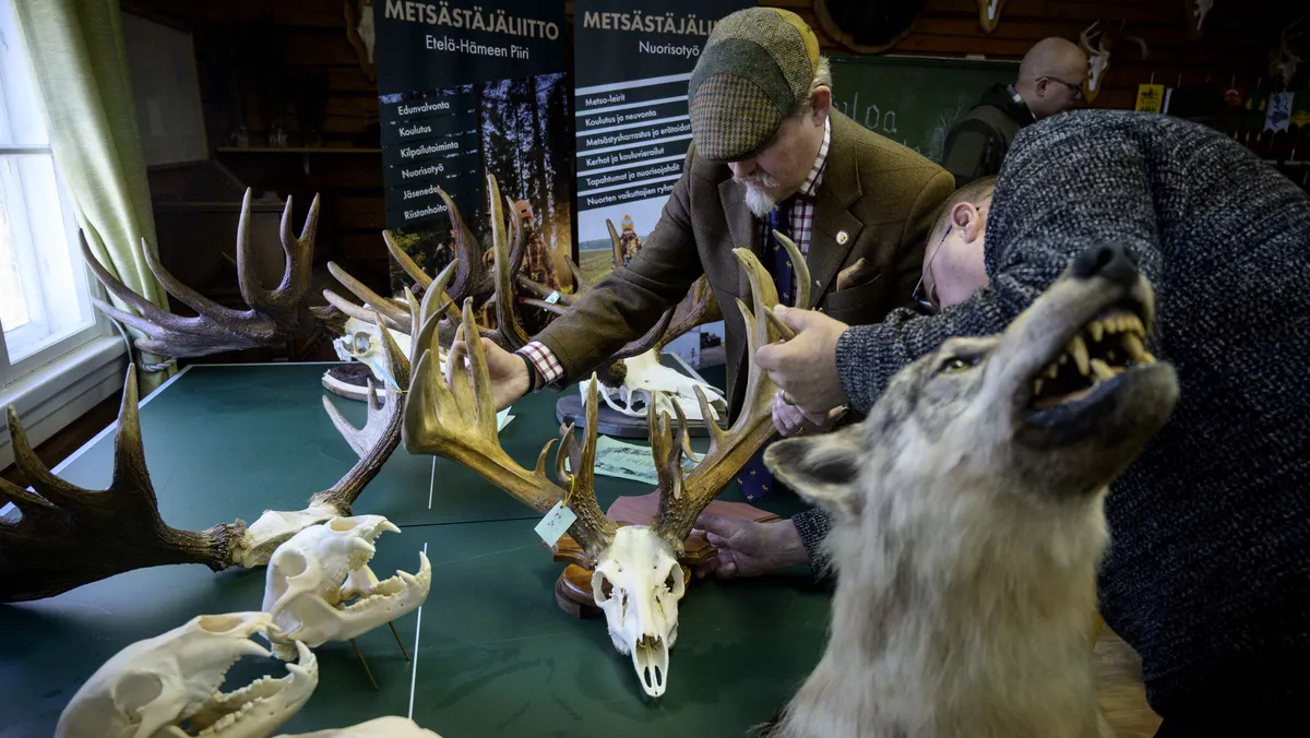 26 piikkiä ja 607,60 pistettä – Todellinen harvinaisuus sai metsästäjien erikoisen trofee-tapahtuman villiintymään