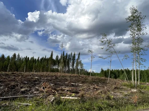 Joko UPM:n, Stora Enson ja Metsä Boardin osakkeissa on oston paikka? Näin analyytikot näkevät