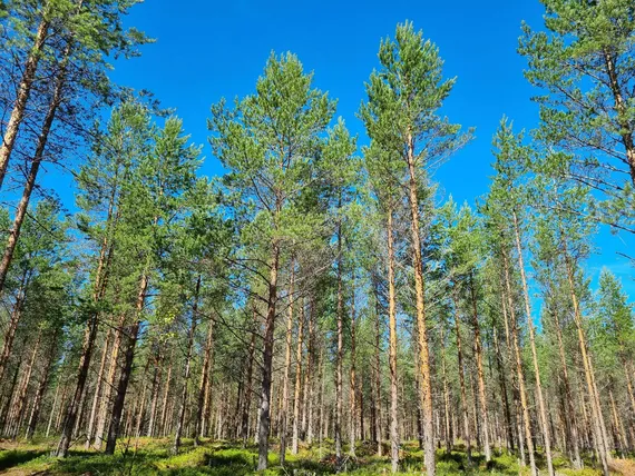 Nämä ovat ikäviä uutisia hiilinielulle – Suomen metsille käy kuin väestölle  | Uusi Suomi