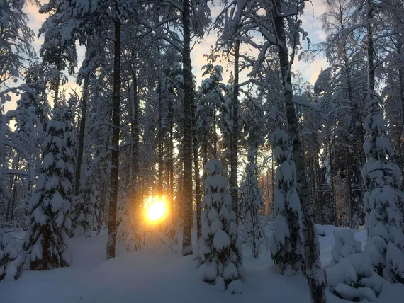 Ilmastopaneelin laskelmat ovat synkkiä metsäteollisuudelle | Uusi Suomi