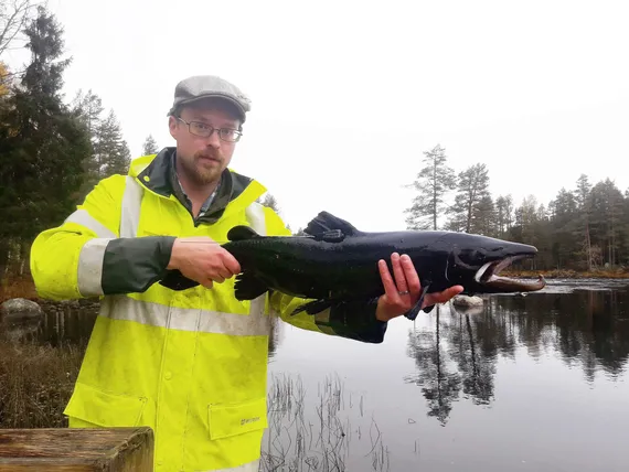 Tässä on Suomen kallein kala – Salapyytäjän jättirapsuilla uskotaan olevan  ”suuri vaikutus” | Kauppalehti
