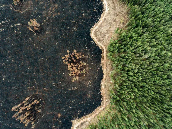 Greenpeace löysi metsäkeskustelusta yhden erikoisen piirteen: ”Suomella on  tässä selvästi joku erityisen kipeä kohta” | Uusi Suomi