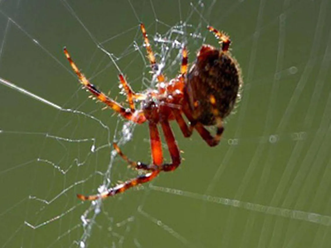 Hämähäkkien päälle ruiskutettiin nanoputkia - Tuloksena maailman vahvimpia  kuituja | Tekniikka&Talous