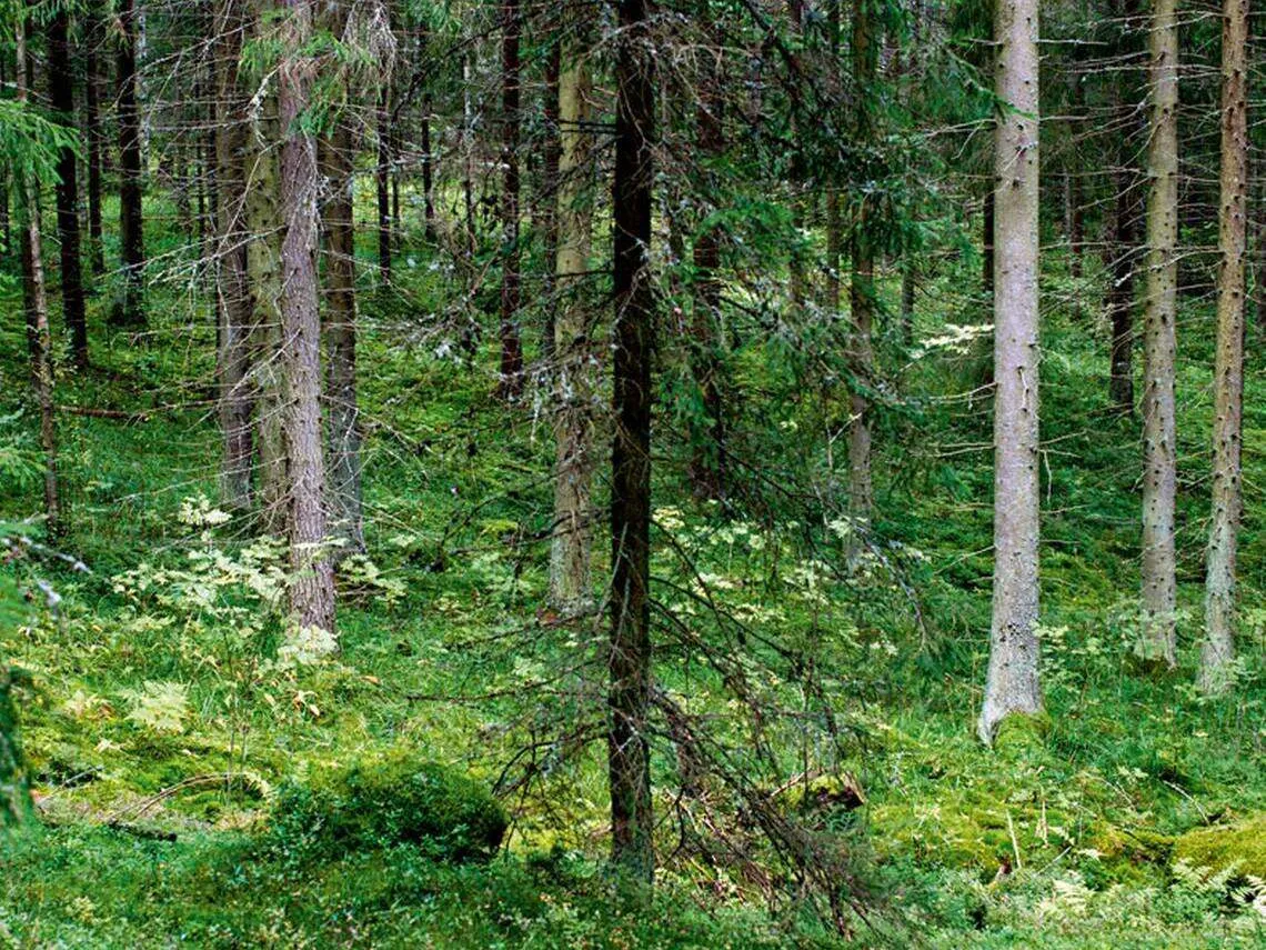 Nousevatko metsäpalstojen hinnat? | Talouselämä