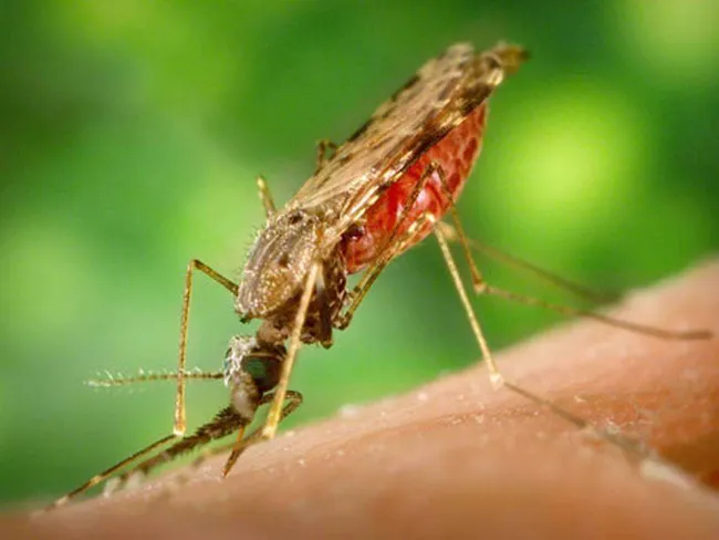 10 syytä syödä hyönteisiä - maailman nälkäongelma ratkeaa | Tekniikka&Talous