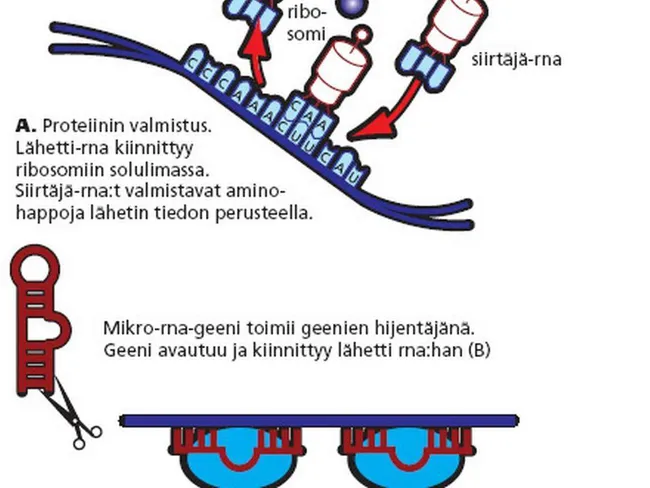 proteiinisynteesi-ja-rna-interferenssi-tekniikka-talous