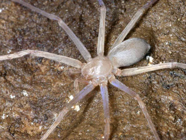 Maailman suurin hämähäkki on koiranpennun kokoinen - ja 5 muuta faktaa  hämähäkeistä | Tekniikka&Talous