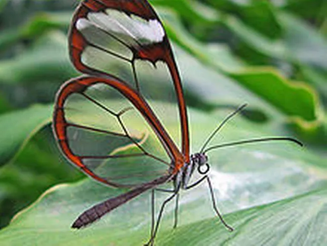 Päivittää 29+ imagen perhonen läpinäkyvät siivet