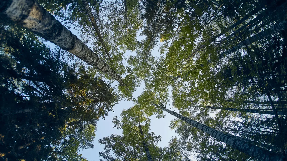 Kannattaako metsä myydä hakattuna vai ei? Verohyöty suosii nyt ostajaa