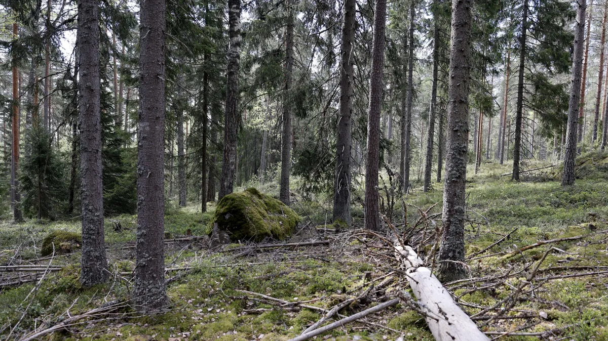 Metsäomistuksissa on tulossa suuri muutos – Omistaja, muista nämä myydessäsi