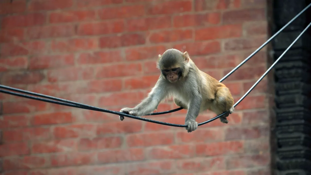 Wall Street siirtyi apinamarkkinaan