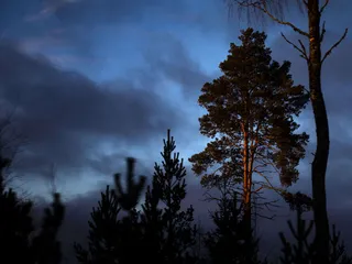 Metsän suojelu on kiivaan kiistelyn keskiössä Suomessa.