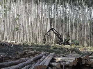 John Deeren harvesteri perkaa eukalyptusmetsää Uruguayssa.