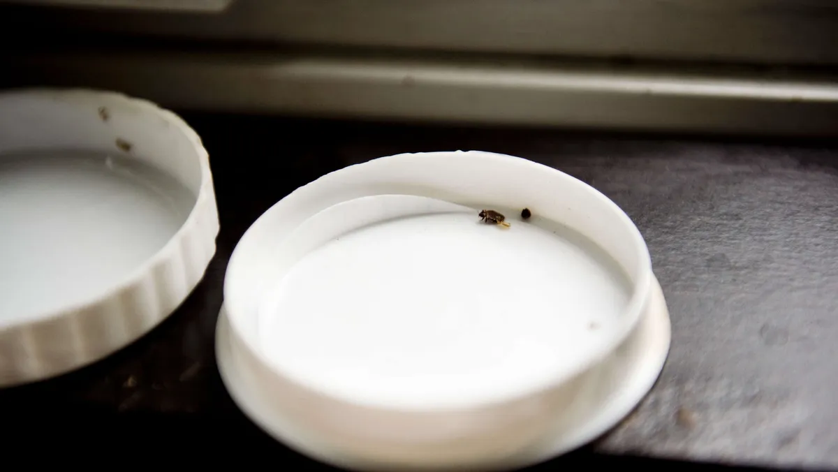 Näin torjut taloyhtiön kutsumattomat vieraat – arsenaalissa nyt jopa lutikkakoira