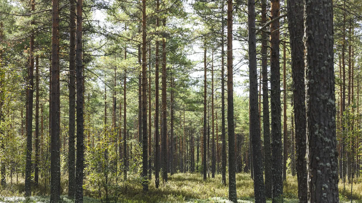 Kuinka kovaa tuottoa metsä tarjoaa tulevaisuudessa? 130 000 hehtaarin päällä istuva Mikael Beck antaa vastauksen