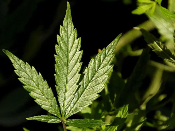 Kannabis lailliseksi Kaliforniassa? – Tiukat luvut | Uusi Suomi