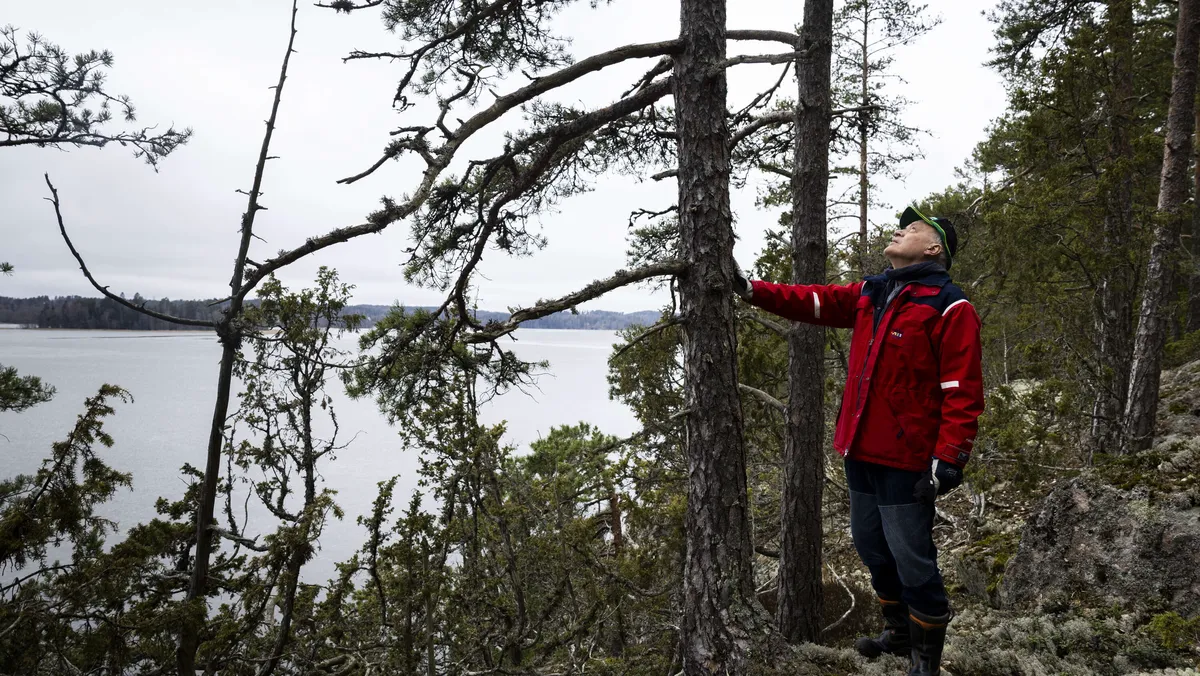 Suomessa makaa 125 miljardin euron jättipotti– Kolme suurmetsänomistajaa paljastaa oppinsa rahantekoon