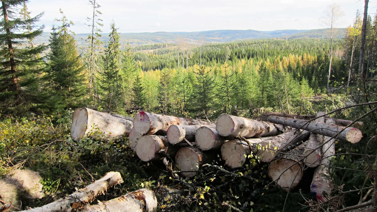 Kotimaiset Metsäkuuset