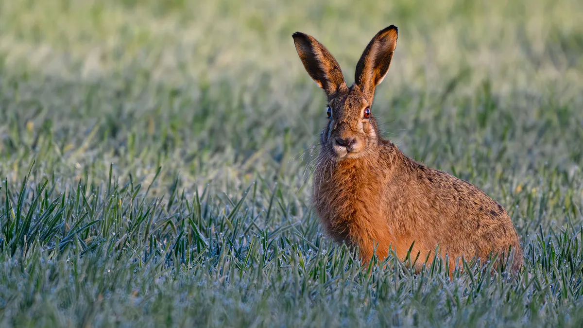 Trump kuumentaa markkinoita pääsiäisviikollakin – luvassa myös Fortumin osingon irtoaminen ja Summa Defencen tilinteko