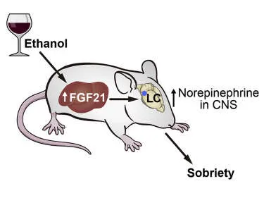 Kuvaus siitä, miten maksan tuottama FGF21-hormoni vaikuttaa hiiren aivorungon sinitumakkeeseen (locus coeruleus) ja saa hiiren selviämään humalatilasta nopeammin.