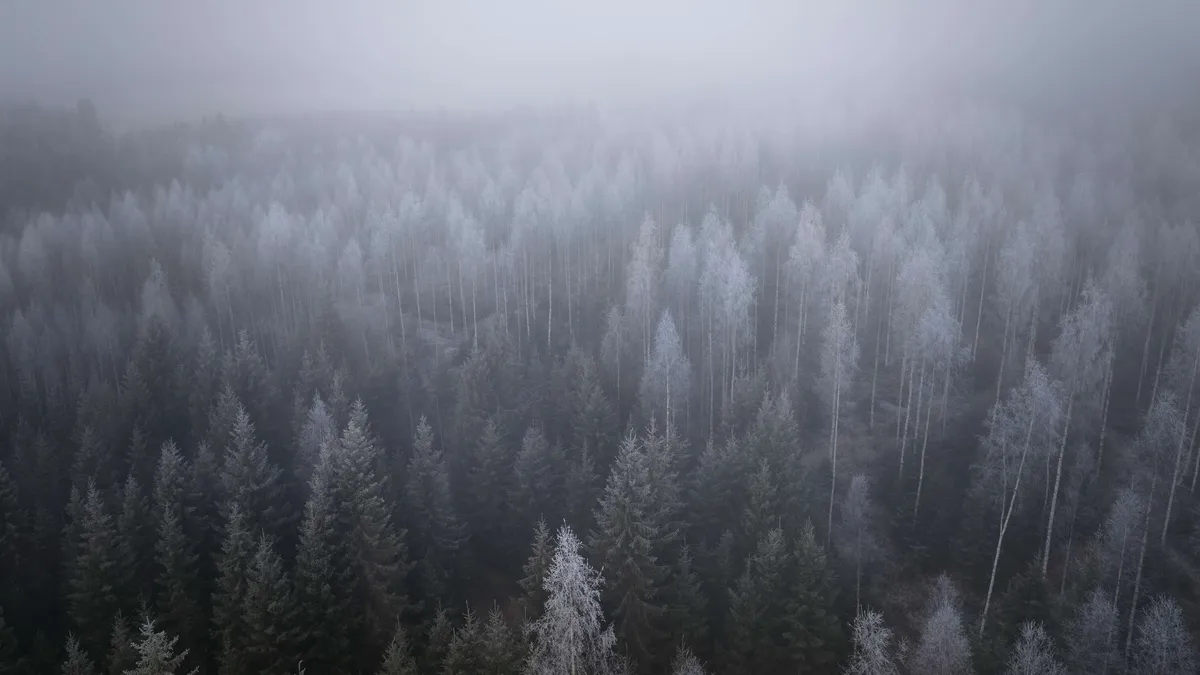 Finnish forests are not understood abroad – Industry boss: “You have to teach”