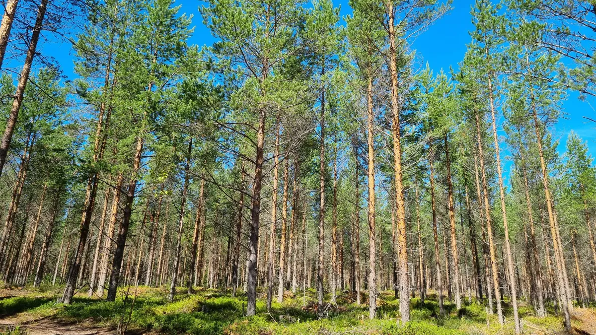 Puukauppa vilkastui