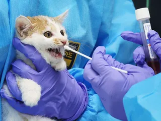 Soulissa, Etelä-Koreassa, otettiin elokuun alussa näytteitä kissoilta, kun eläinkodeissa oli havaittu lintuinfluenssaa.