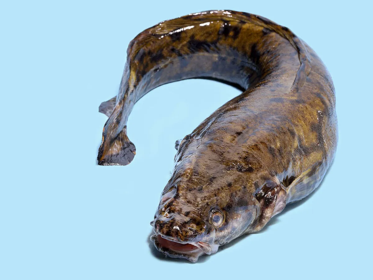 made-oli-ven-j-n-tsaarien-erityisherkkua-kauppalehti