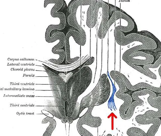 Kuvassa korostettuna aivomuuri. Kuva on muokkaus brittiläisen anatomian tutkijan Henry Grayn (1918) teoksesta