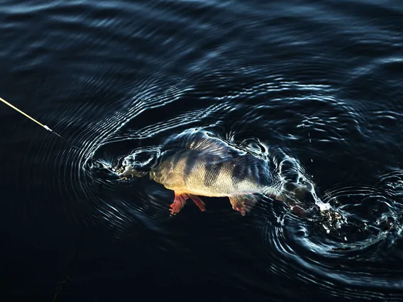 seksikäs eebenpuu Pornstars