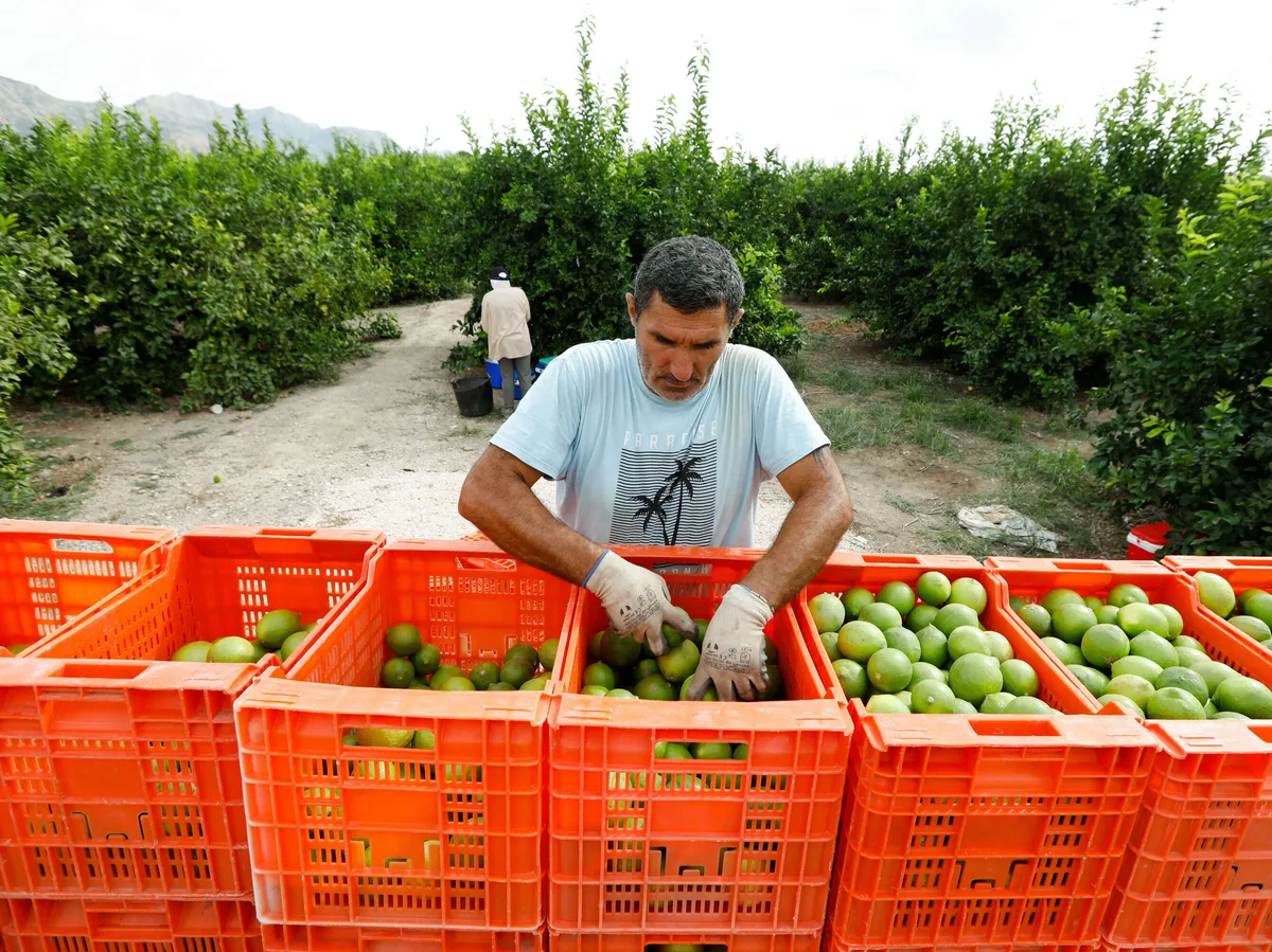 Rahastot sijoittavat hedelmiin, mantelipuihin ja vihanneksiin Espanjassa |  Talouselämä