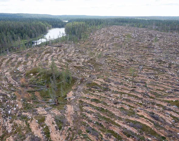 Metsähallitus luopui Osaran aukeista – Ennen toista maailmansotaa valtio  metsissä ei tehty avohakkuita kuin poikkeustapauksissa | Talouselämä