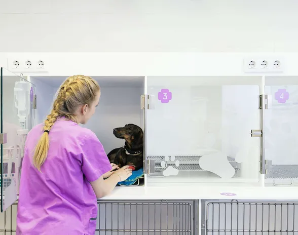 Koiranpentujen kasvava määrä Suomessa näkyy rokotuspotilaiden lisääntymisenä eläinsairaaloissa.