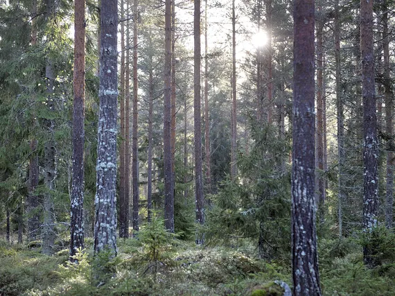 Tutkijat yllättyivät: Hakkuut heikentävät hiilivarastoja ainakin 100 vuotta  – varoitus ”harhaanjohtavista tuloksista” | Uusi Suomi