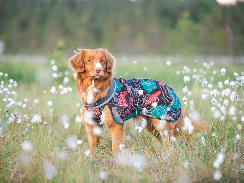 Meri Alku valmisti ensimmäiset Pomppa-takit agilityä harrastaville koirilleen. Nyt tuotteita myydään ympäri maailmaa.