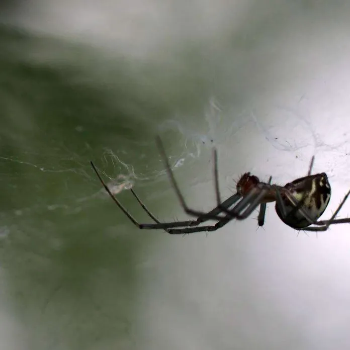 Yhteismassa 25 miljoonaa tonnia – teoriassa hämähäkit voisivat syödä meidät  kaikki yhdessä vuodessa | Tekniikka&Talous