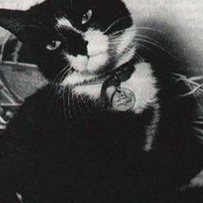 Simon-kissa on historian ansioitunein sotakissa – hautajaisiin osallistui  satoja ihmisiä | Tekniikka&Talous
