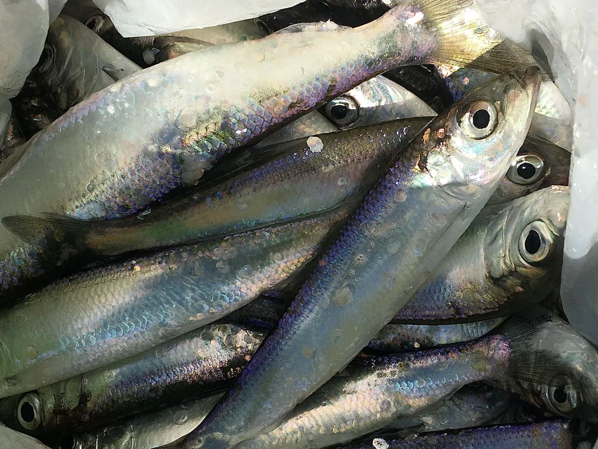 Good news for professional fishermen – Finland’s herring quota will increase