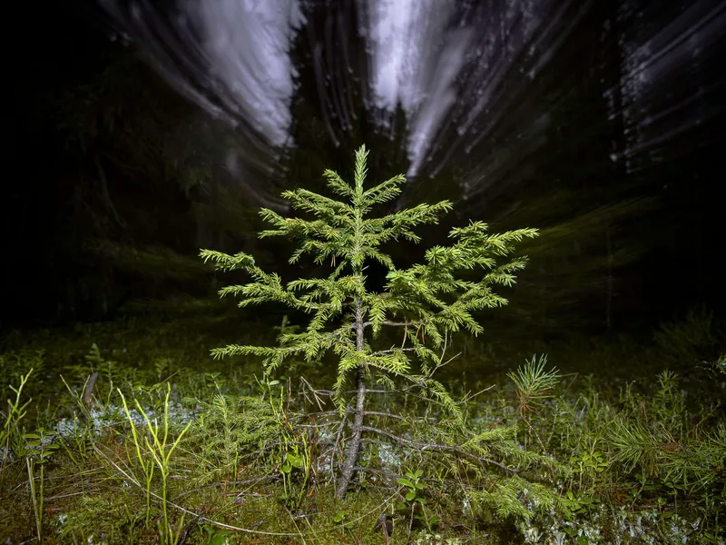Suomessa havaittu metsien kasvun aleneminen on metsäsektorin huolena. Samalla hiilinielut ovat kärsineet.