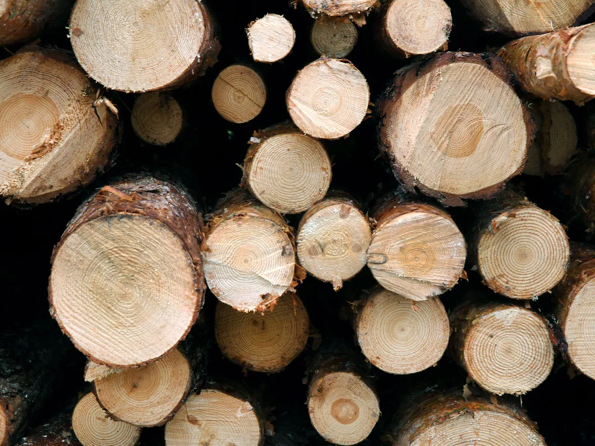 Cutting tax breaks for burning wood should take priority over cuts to social security