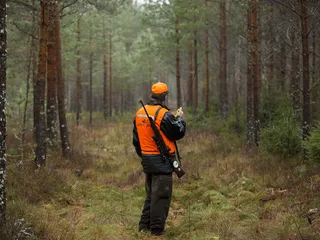 Hirvenmetsästys alkoi tänään Lapissa, Kuusamossa ja Taivalkoskella. Muualla maassa käynnistyi vahtimetsästys, jossa eläinten ajaminen ja koiran käyttö on kiellettyä.