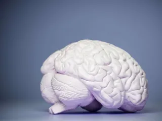 Vastaus tutkijoiden kysymykseen löytyi aivojen entorinaalisesta aivokuoresta.