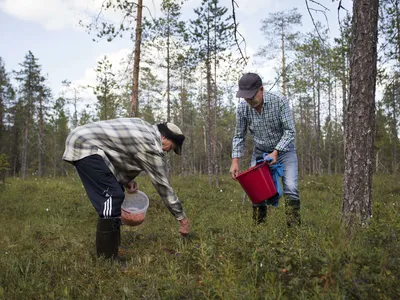 Ahkerimmat marjanpoimijat tienaavat jopa 10 000 e/kk: "Osti ensin mopon, seuraavana kesänä rahat ajokorttiin ja sitten hän osti auton" - Vimarsana News