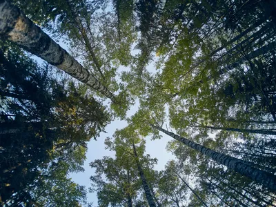 EU uhkaa mennä metsään uudella strategiallaan - Vimarsana News