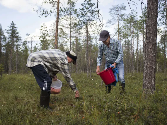 Yltääkö hikisellä suolla kunnon tuntipalkalle? – Parhaat hillanpoimijat  tienaavat tuhansia euroja satokauden aikana | Kauppalehti