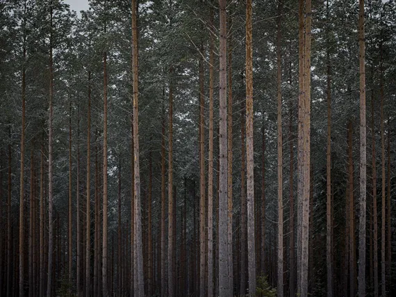 Suomen biotalous- ja ilmastotavoitteet voivat tukea toisiaan - uskaltaako  Suomi tarttua mahdollisuuteen? | Kauppalehti
